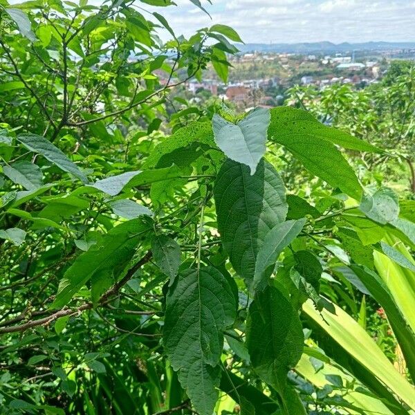 Acalypha emirnensis (Acalypha emirnensis)