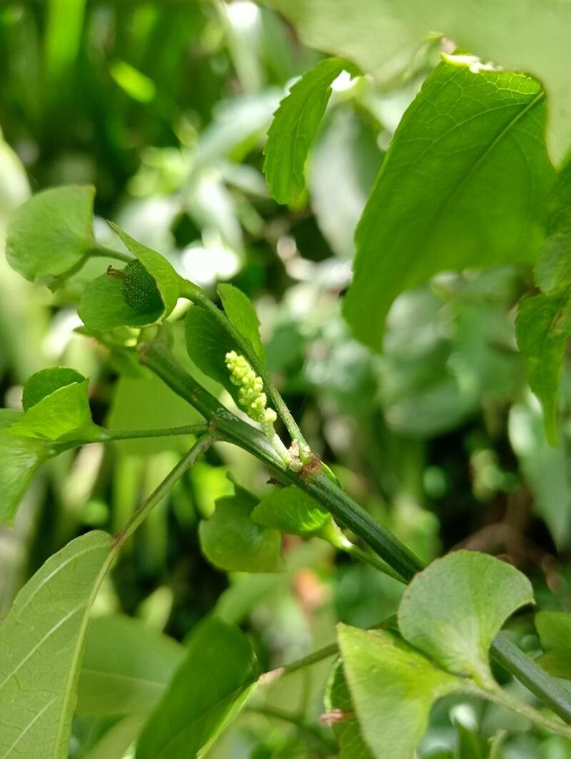 Acalypha emirnensis (Acalypha emirnensis)