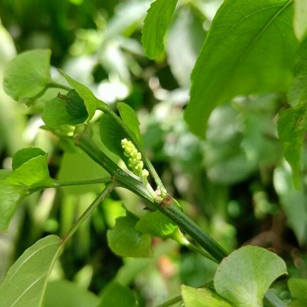 Acalypha emirnensis (Acalypha emirnensis)