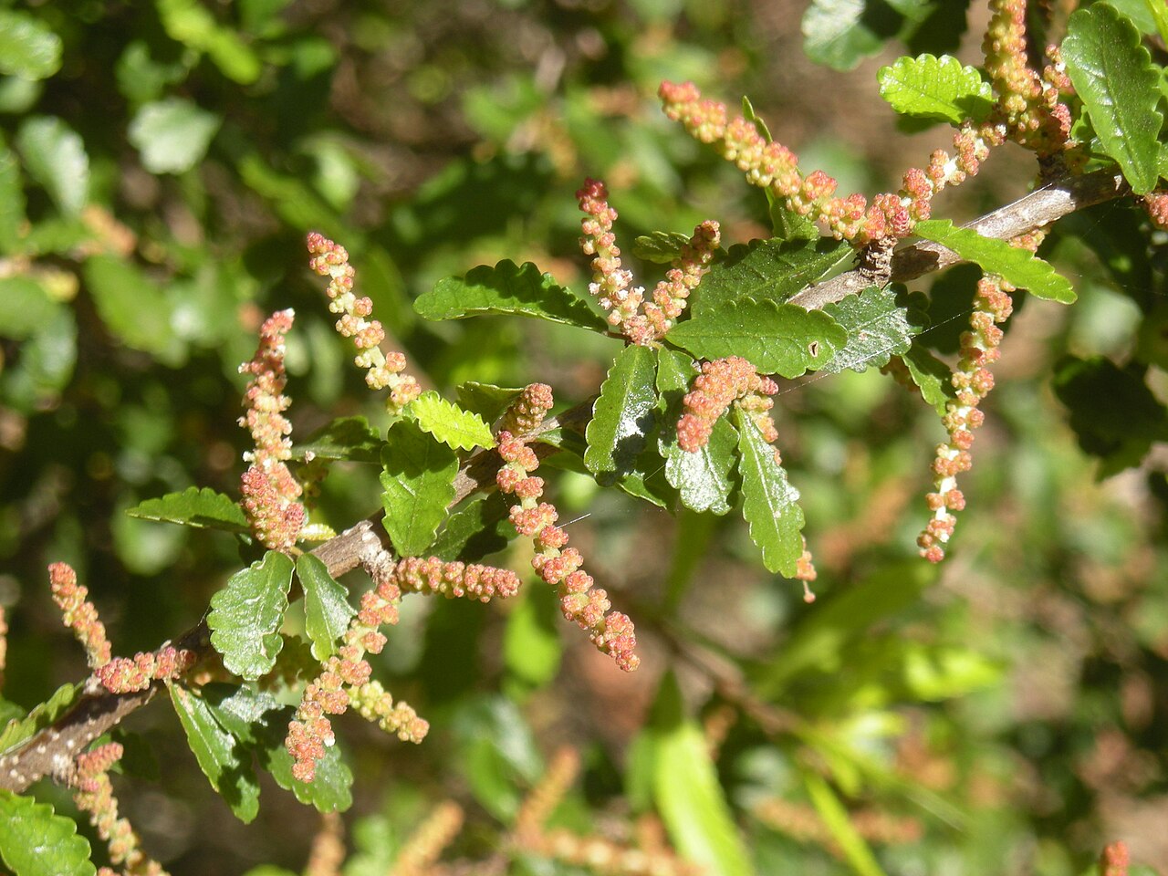 Acalypha eremorum: Acalypha eremorum flowers and foliage