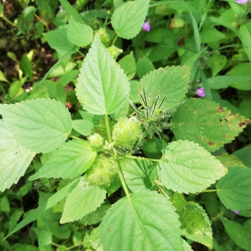 Acalypha havanensis (Acalypha havanensis)