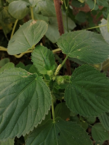 Acalypha havanensis (Acalypha havanensis)