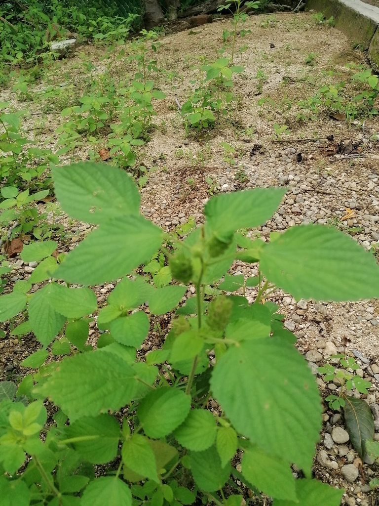 Acalypha havanensis (Acalypha havanensis)