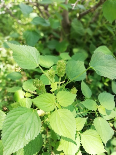 Acalypha havanensis (Acalypha havanensis)