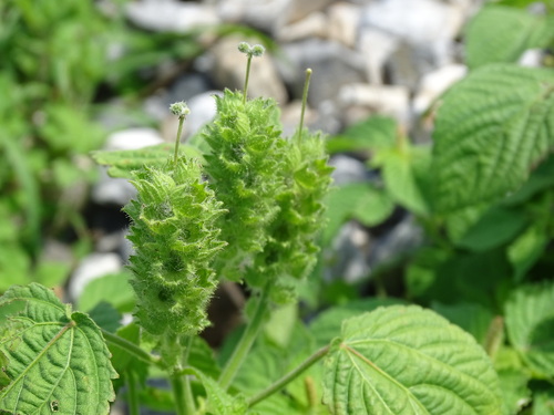Acalypha havanensis (Acalypha havanensis)