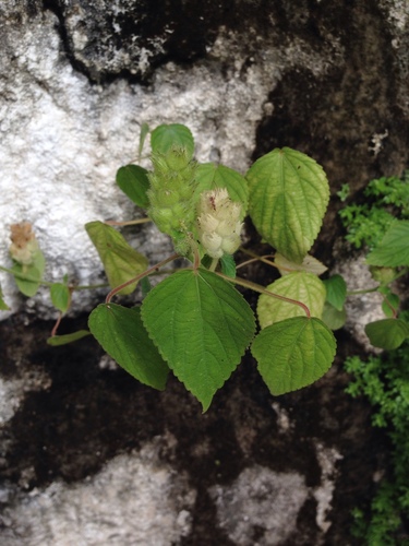 Acalypha havanensis (Acalypha havanensis)
