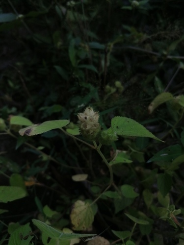 Acalypha havanensis (Acalypha havanensis)