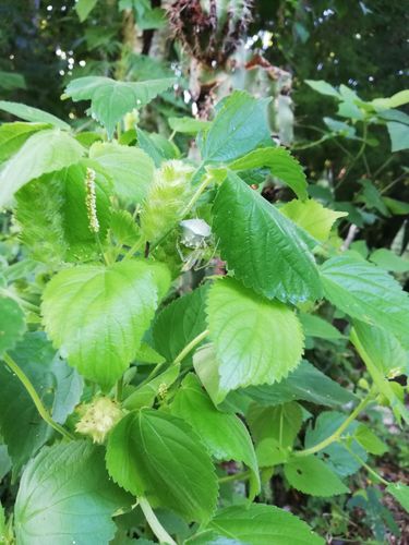 Acalypha havanensis (Acalypha havanensis)