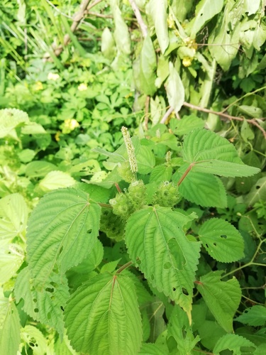 Acalypha havanensis (Acalypha havanensis)