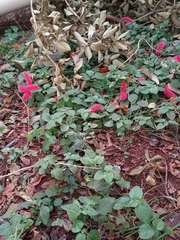Acalypha herzogiana (Acalypha herzogiana)