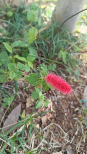 Acalypha herzogiana (Acalypha herzogiana)