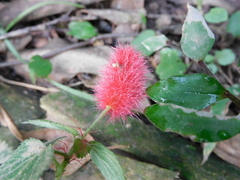 Acalypha herzogiana (Acalypha herzogiana)
