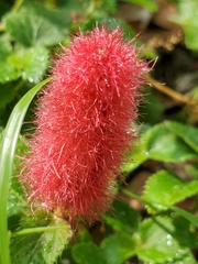 Acalypha herzogiana (Acalypha herzogiana)