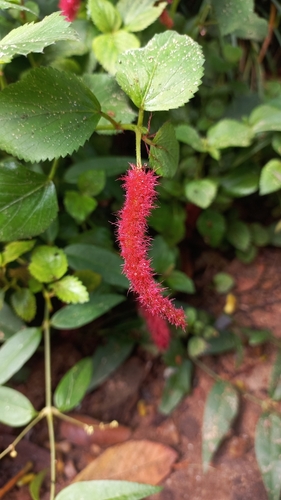 Acalypha herzogiana (Acalypha herzogiana)
