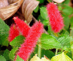 Acalypha herzogiana (Acalypha herzogiana)
