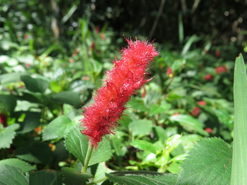 Acalypha herzogiana (Acalypha herzogiana)