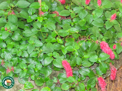 Acalypha herzogiana (Acalypha herzogiana)