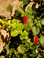 Acalypha herzogiana (Acalypha herzogiana)