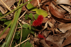 Acalypha herzogiana (Acalypha herzogiana)