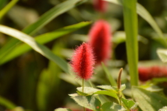 Acalypha herzogiana (Acalypha herzogiana)