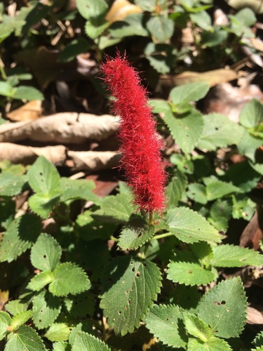 Acalypha herzogiana (Acalypha herzogiana)