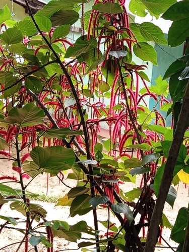Red-hot cat's tail (Acalypha hispida)
