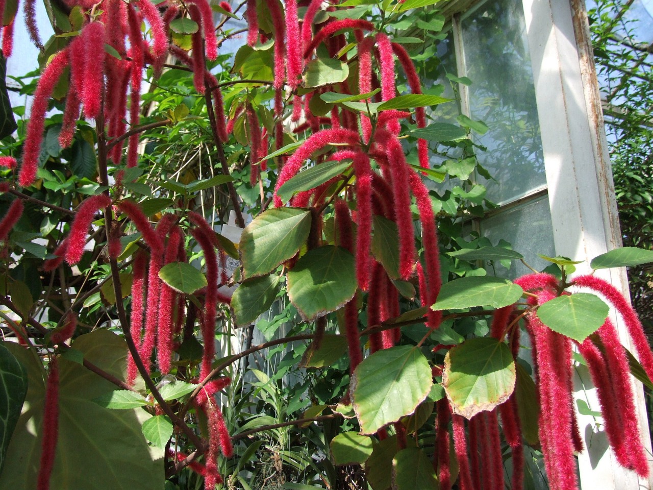 Red-hot cat's tail: Acalypha hispida