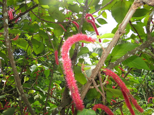 Red-hot cat's tail (Acalypha hispida)
