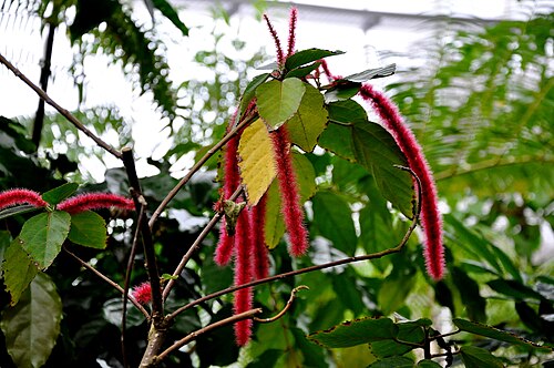 Red-hot cat's tail: Acalypha hispida (Euphorbiaceae) Rode poezenstaart in de Nationale Plantentuin van België te Meise