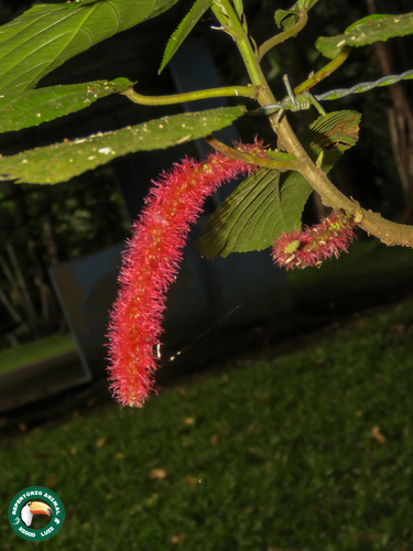 Red-hot cat's tail (Acalypha hispida)