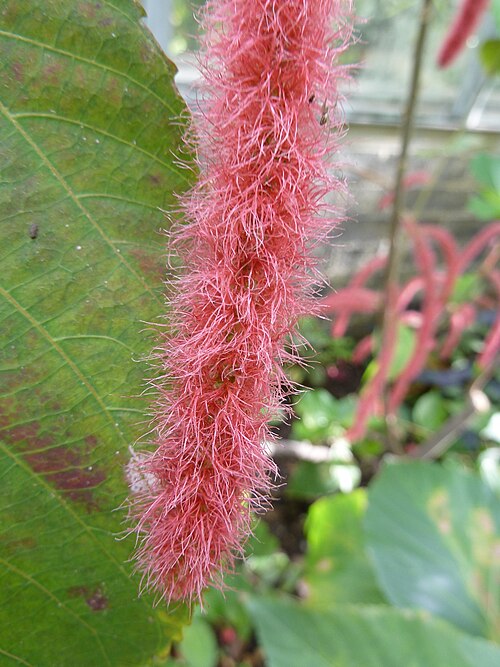 Red-hot cat's tail: Taken in the Cambridge University Botanic Garden