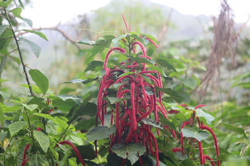 Red-hot cat's tail (Acalypha hispida)