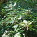 Red-hot cat's tail (Acalypha hispida)