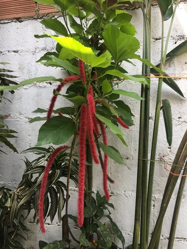 Red-hot cat's tail (Acalypha hispida)