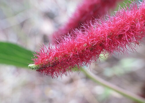 Red-hot cat's tail (Acalypha hispida)