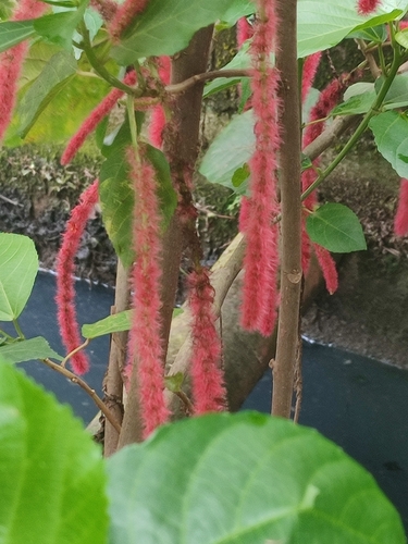 Red-hot cat's tail (Acalypha hispida)