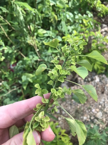 Indian acalypha (Acalypha indica)