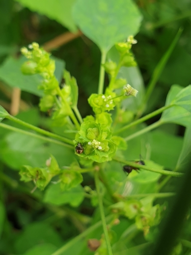 Indian acalypha (Acalypha indica)