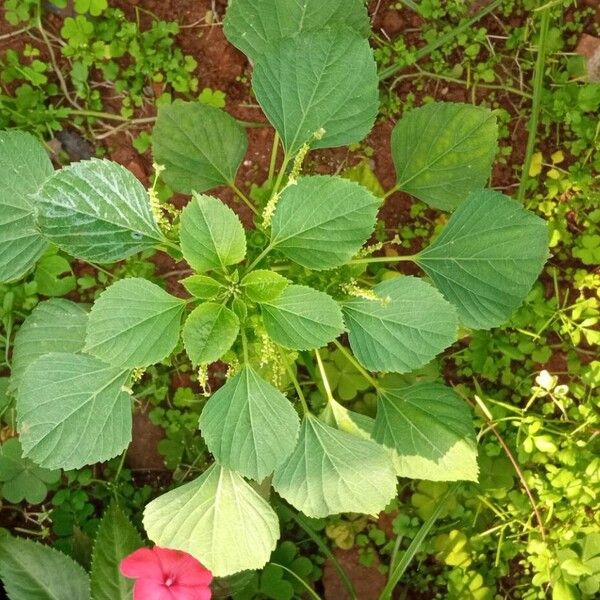 Indian acalypha (Acalypha indica)