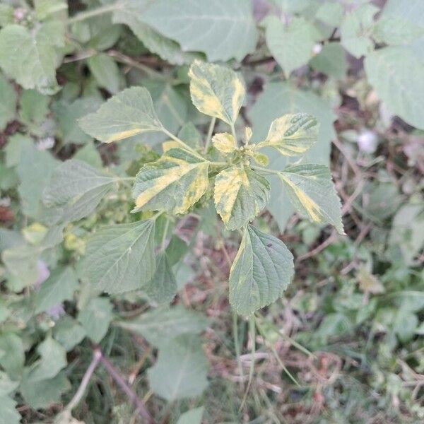 Indian acalypha (Acalypha indica)