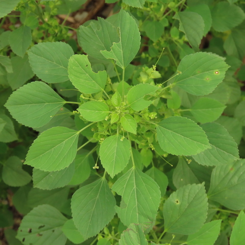 Indian acalypha (Acalypha indica)