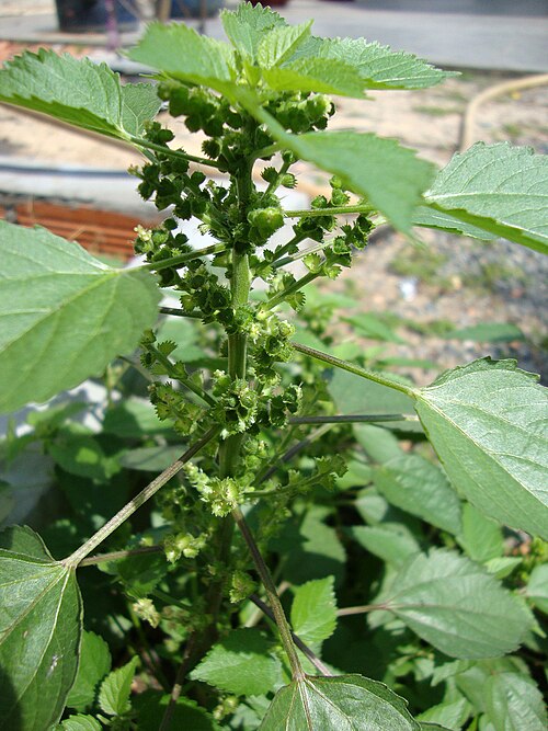 Indian acalypha: Tai tượng Ấn Độ