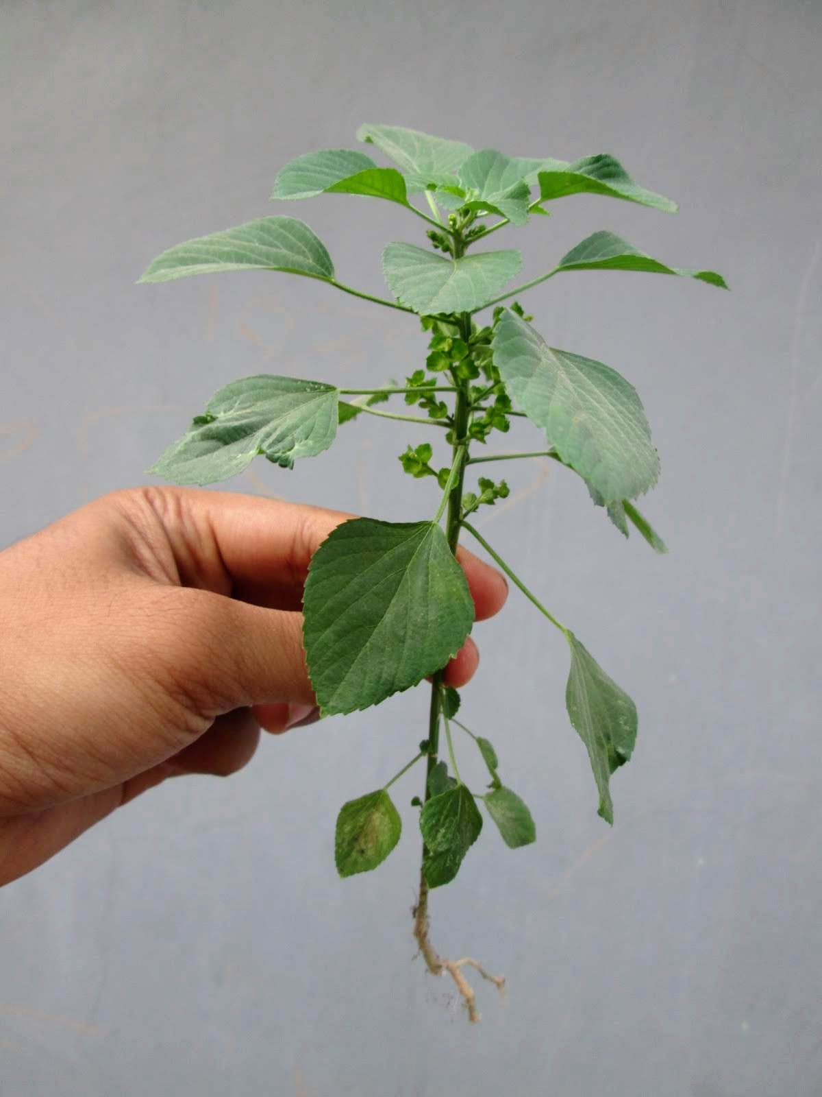 Indian acalypha: Acalypha indica