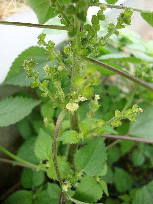Indian acalypha: Tai tượng Ấn Độ