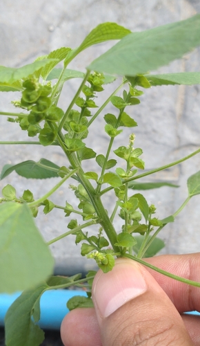 Indian acalypha (Acalypha indica)