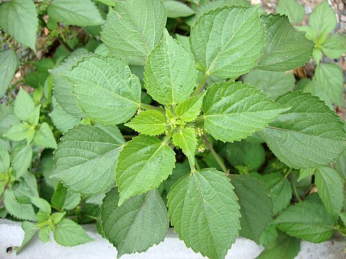 Indian acalypha: Tai tượng Ấn Độ