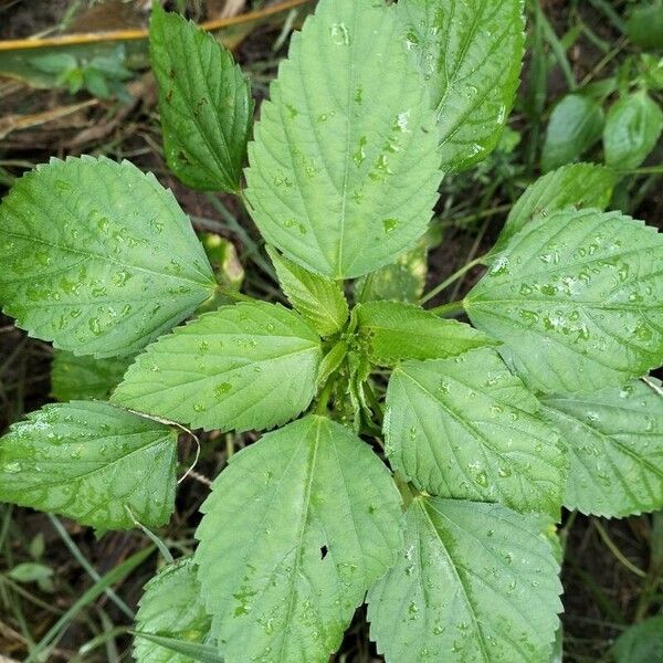 Indian acalypha (Acalypha indica)