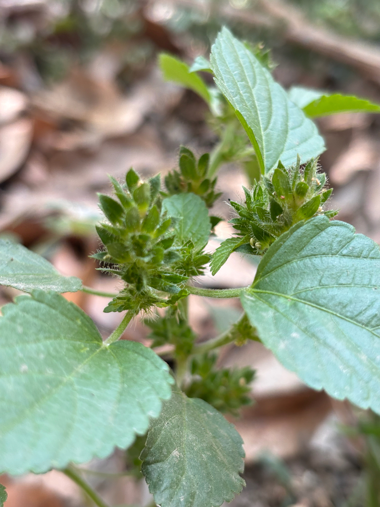 Acalypha infesta (Acalypha infesta)
