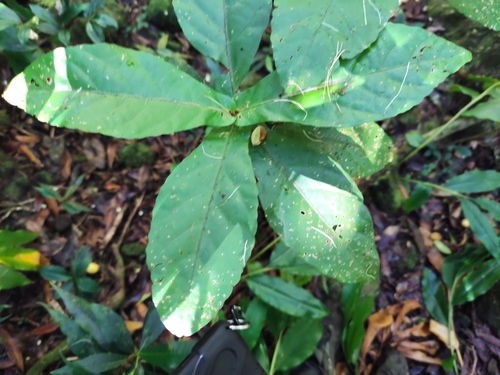 Acalypha integrifolia (Acalypha integrifolia)
