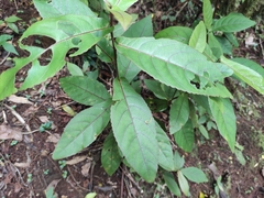 Acalypha integrifolia (Acalypha integrifolia)